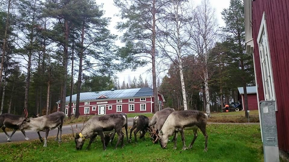 Svanstein Lodge Eksteriør billede